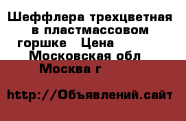 Шеффлера трехцветная в пластмассовом горшке › Цена ­ 1 000 - Московская обл., Москва г.  »    